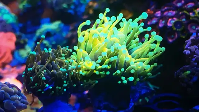 Ultra Banana Torch in Fish for Rehoming in Markham / York Region - Image 2
