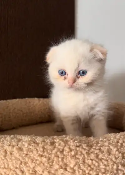 Rare Scottish Fold Kittens, View more