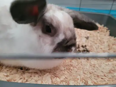 Bunny for free, View more