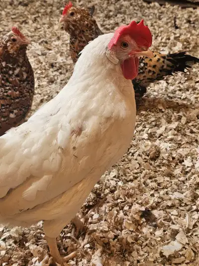 Elle fait de beaux gros oeufs à qui la chance !