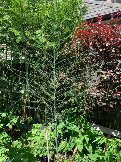 Asparagus plants ‘ Giant Jersey’, View more