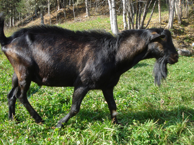 Registered Alpine Buck. Price drop. Can deliver on April 25th in Livestock in Prince George