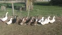 Flock of Ducks and Geese