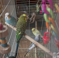 4 budgies + toys + cage $60