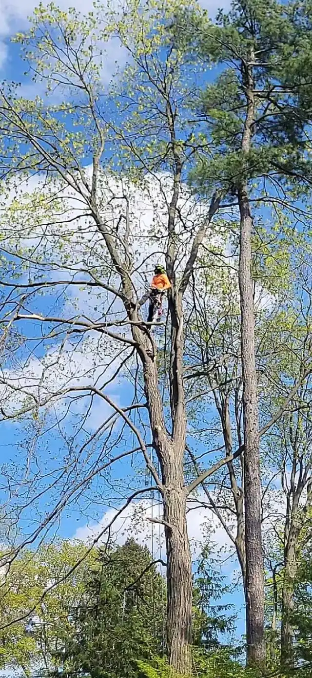 Tree Cutting 647 654-1884 in Lawn, Tree Maintenance & Eavestrough in City of Toronto - Image 10