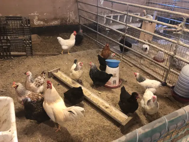 œufs féconds poules mixtes in Livestock in Sherbrooke - Image 4