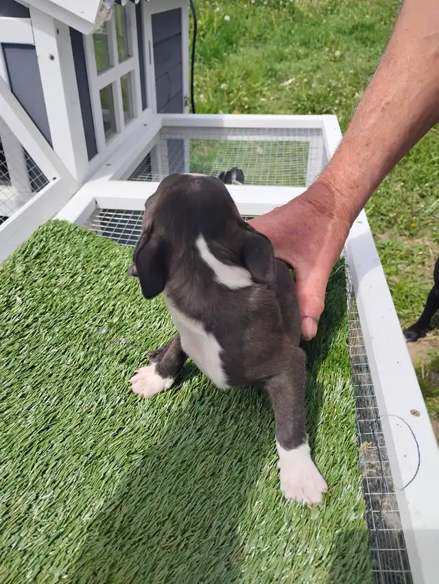 Purebred Boston Terriers in Dogs & Puppies for Rehoming in Edmonton - Image 5