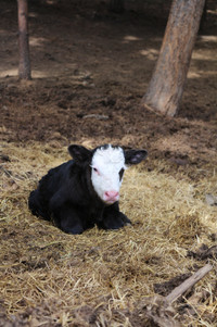 Bottle fed bull calf for sale