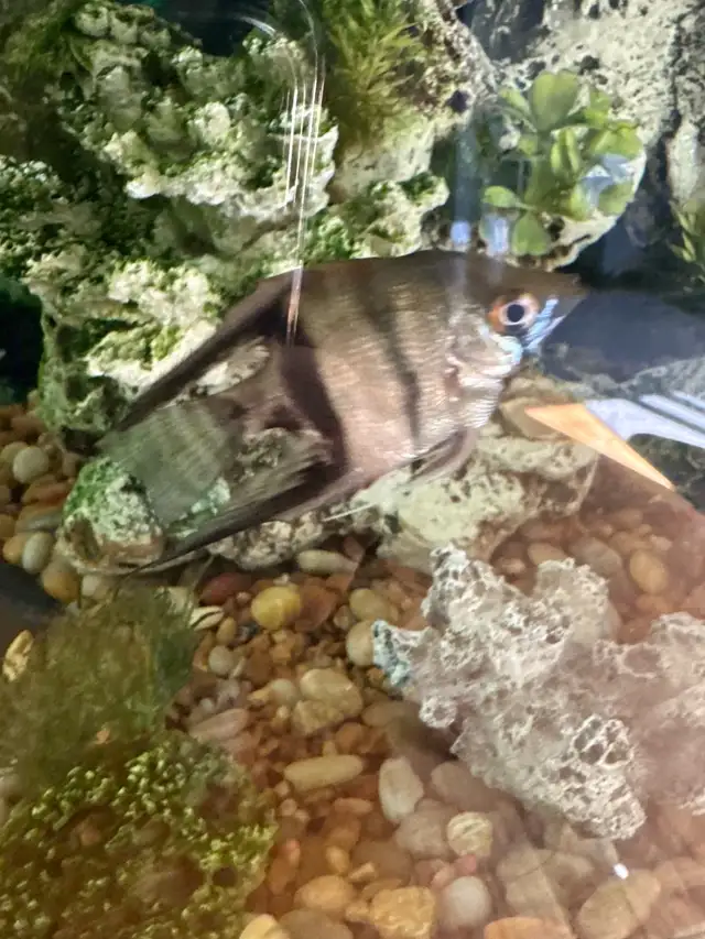 Angle Fish in Fish for Rehoming in London - Image 4