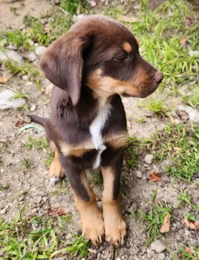 petite femelle Labrador X Berger Australien | Dogs & Puppies for ...