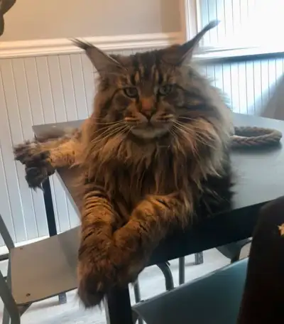 Chatons Maine Coon, View more