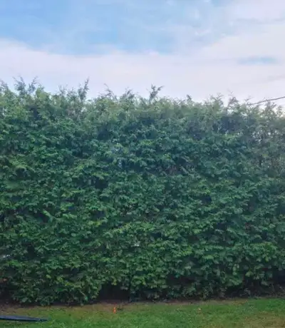 "TREES"EASTERN WHITE CEDAR "TREES" FOR HEDGING, View more