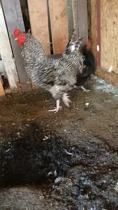 Young Roosters, View more