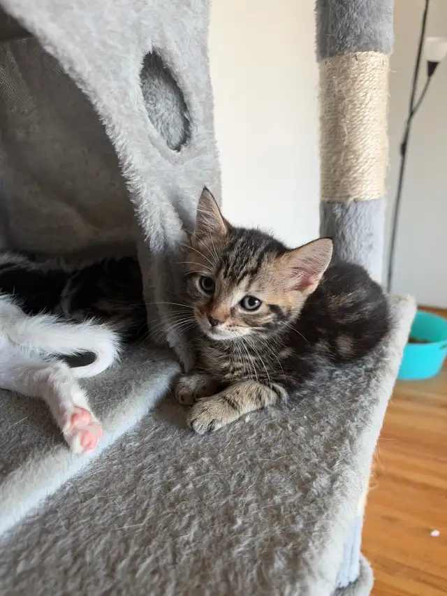 kittens for rehoming | Cats & Kittens for Rehoming | Richmond | Free ...