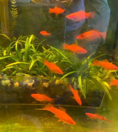 Red swordtail fish , View more