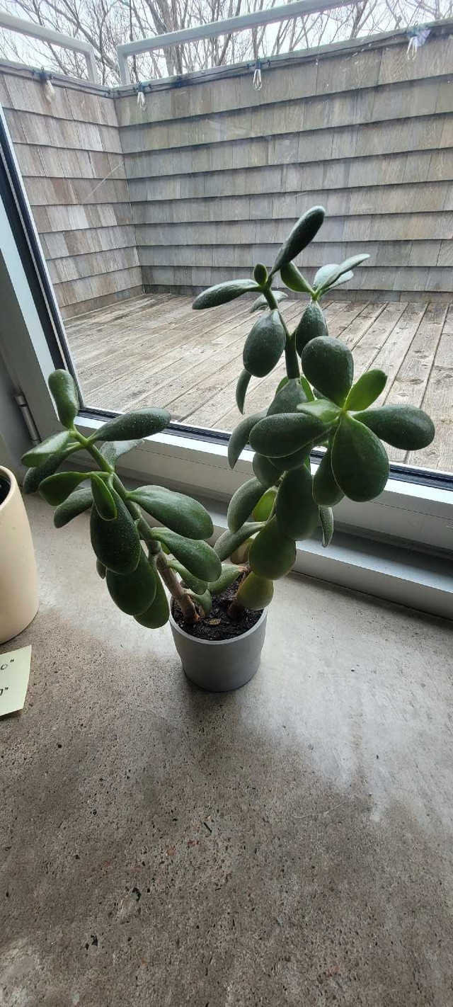 Two indoor Jade plants 17"x10" in one IKEA NYPON 4"x4" pot in Other in City of Halifax