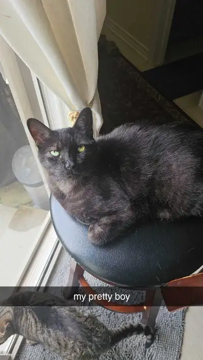 Black Cat Looking For A Home, View more