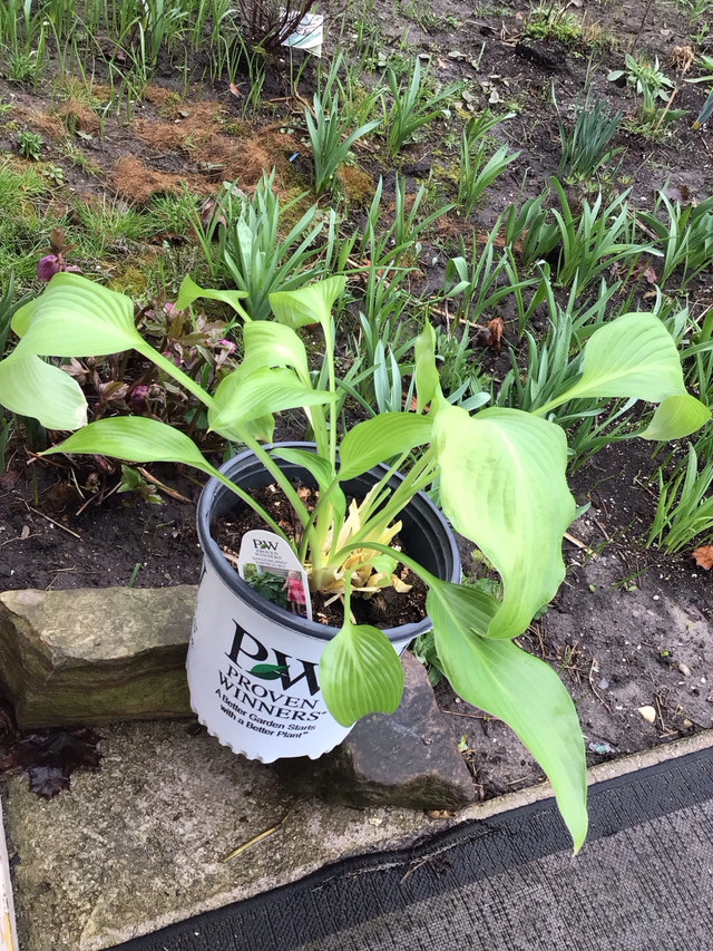 Empress Wu Hosta (Largest known Hosta available) in Plants, Fertilizer & Soil in Kitchener / Waterloo