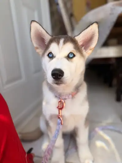 Siberian Husky, View more