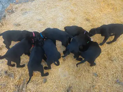 6 female Labrador puppies looking to start their adventures! Very smart pups, already getting potty...