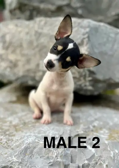 Chihuahua Terrier Puppies, View more