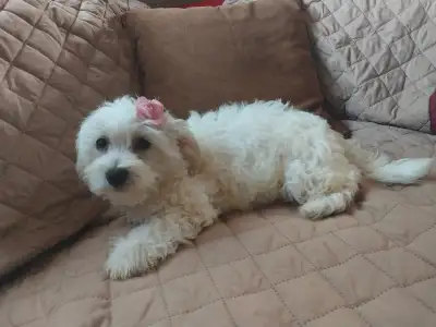 Coton De Tulear and Maltese Mix last cute girl, View more