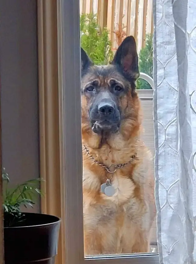 Available! CKC Female German Shepherd in Dogs & Puppies for Rehoming in Hamilton - Image 8