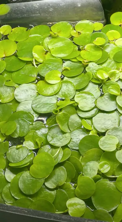 Aquatic Plant: Amazon Frogbit, View more