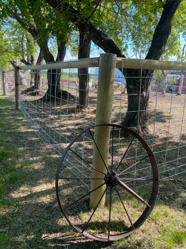 WELDED WIRE MESH PANELS for CATTLE/SHEEP/GOATS/HOGS/CHICKENS ETC in Livestock in Moose Jaw - Image 4