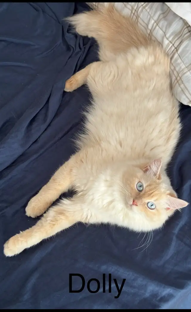 Chatte Ragdoll à adopter