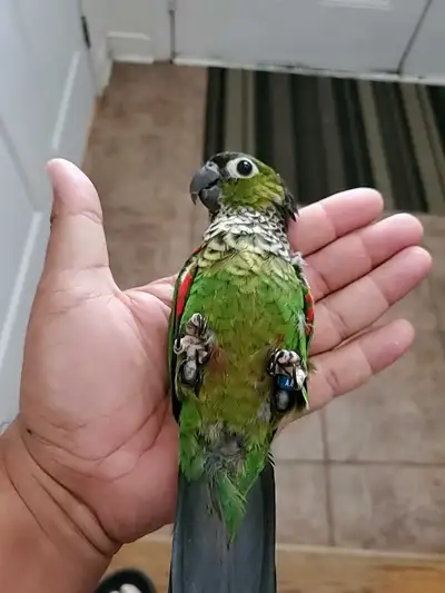 Hand raised super friendly DNAed BLACK CAP Conure babies, View more
