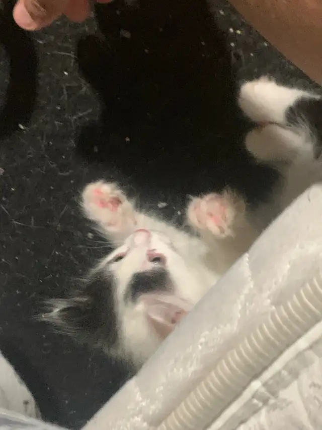 2 female kittens in need of rehoming