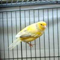 Canaries for sale!