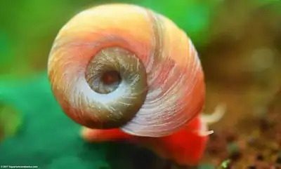 Free Ramshorn Snails, View more