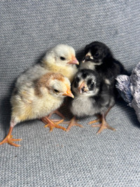 Serama chicks available