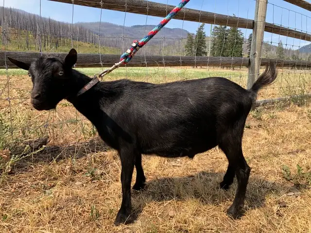 Purebred Nigerian Dwarf Breeding Bucks in Livestock in Vernon - Image 4
