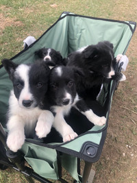 Border collie pups available.  