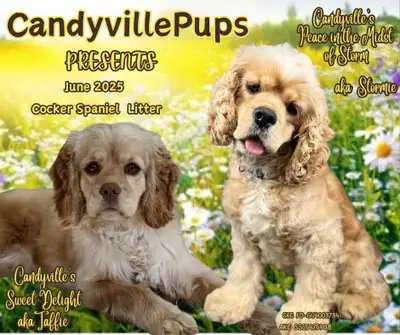 We are excited to announce the upcoming litter with Taffie & Stormie! If all goes well, pups should...