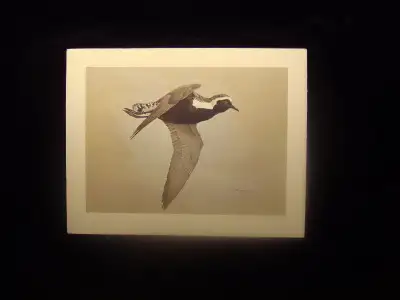 Golden Plover Reproduction, View more