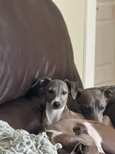 Lévrier Italien , View more