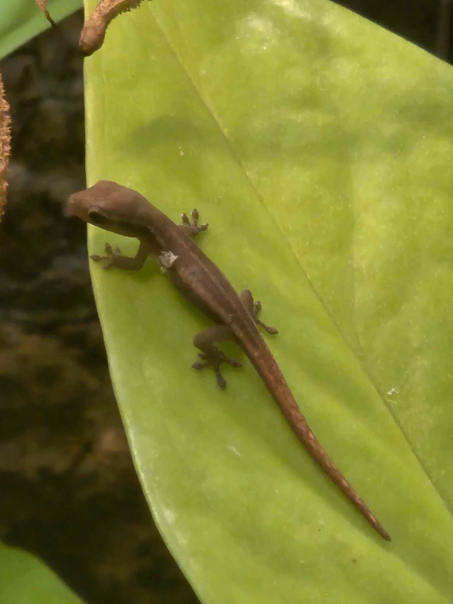 bioactive terrarium and Cameroon Dwarf Geckos  in Reptiles & Amphibians for Rehoming in Edmonton - Image 4