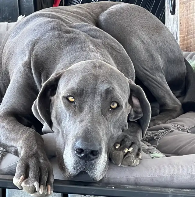 2 Pure bred Great Dane Puppies in Dogs & Puppies for Rehoming in North Bay - Image 4