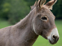 Donkey Wanted
