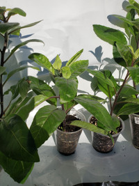 Longevity Spinach - Gynura Procumbens Plant, Easy to Grow