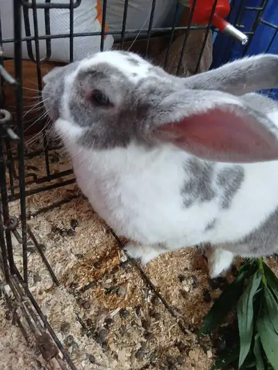 Rex mix rabbit, View more