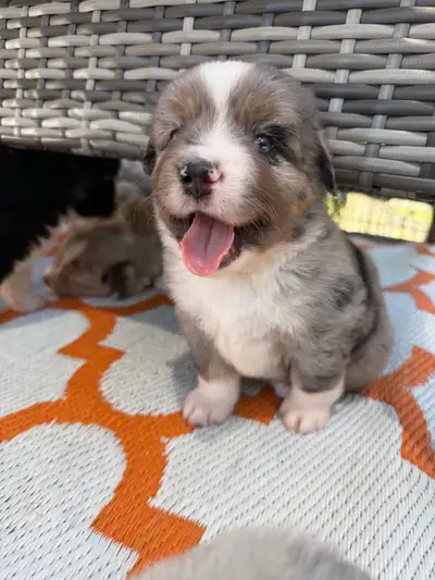 Mini American Shepherds (mini Aussies), View more