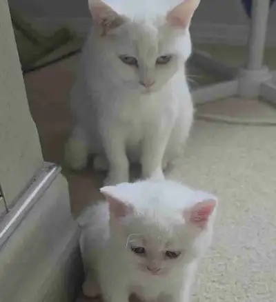 British short hair cat with kitten, View more