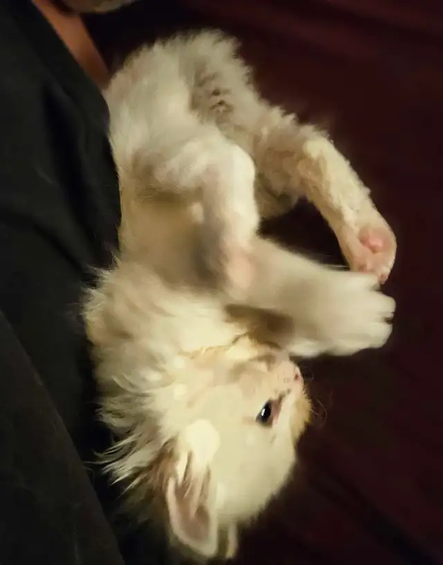 ragdoll kittens  in Cats & Kittens for Rehoming in Moncton - Image 5
