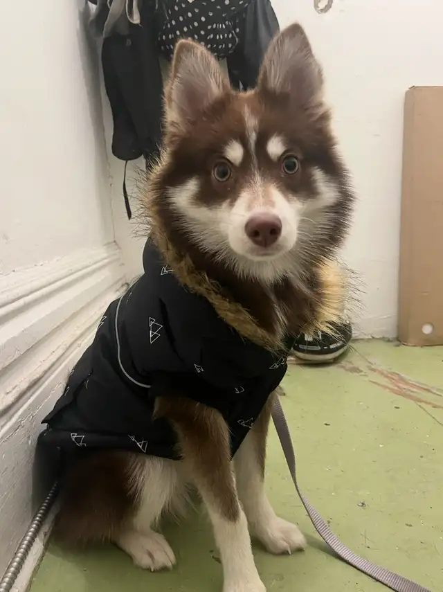 Pomsky puppy rehoming in Dogs & Puppies for Rehoming in City of Toronto - Image 5