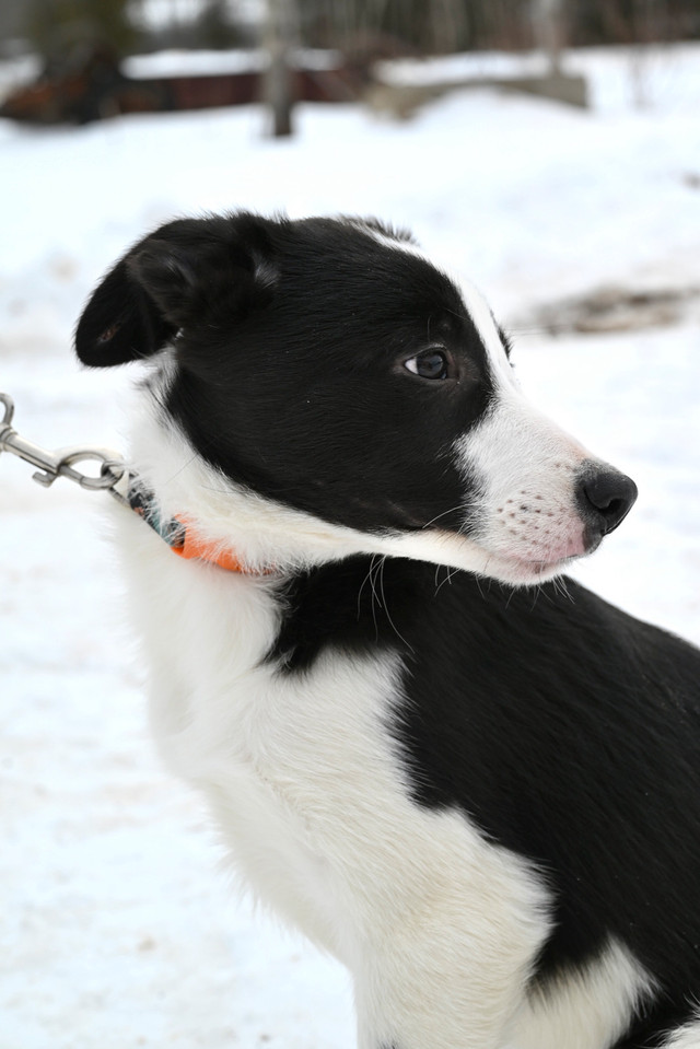 Registered Border Collie Puppies- NS Border Collies PEL in Dogs & Puppies for Rehoming in City of Halifax - Image 3